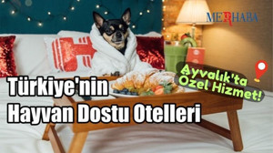 Türkiye'nin Hayvan Dostu Otelleri