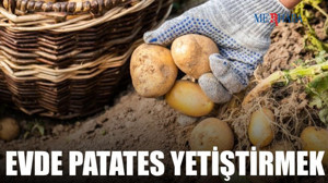 Evde Patates Yetiştirmek