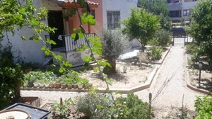 Balıkesir'de Aç Kalan Tikiler Sokaklara İndi