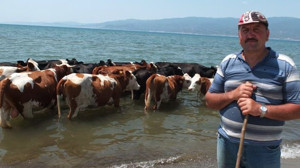 Balıkesir'de İnekler Denizde Serinledi