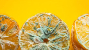 Gıdalardaki Küfler Tehlikeli Mi?