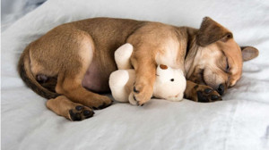 Hayvanlar Rüya Görür Mü?