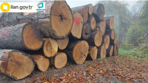 Orman emvali istifleme işi hizmeti alınacak