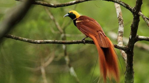 Kuş Cennetinde görebileceğiniz kuş türleri