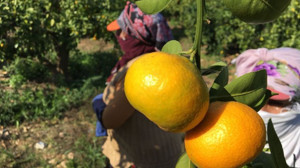 Balıkesir’de Yüzde 12 Rekolte Artışı