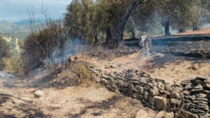 Balıkesir'de Zeytinlik Alanda Yangın Çıktı