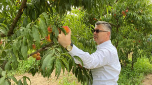 Balıkesir'in Markası: Şeftali Hasadı Başladı