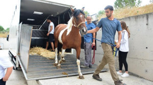 Cins Atlar Bilimsel Çalışma İçin Balıkesir'de