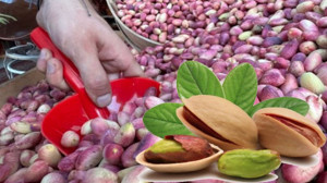 Yeşil Altın Tezgaha İndi