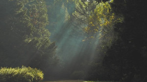 Ağaçların İletişimi Nasıldır?