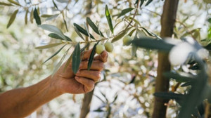Zeytin Teorisi'nin Yaşama Bakış Açısı