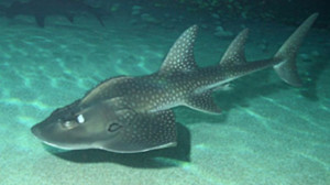 Gitar Köpek Balığı