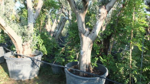 Saksıda Zeytin Ağacına Yoğun İlgi