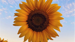 Ayçiçeği Hakkında İlginç Bilgiler