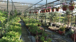 500 Çeşit Bitki Yetiştirdi