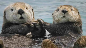 Hayvanların Dili Var Mıdır?