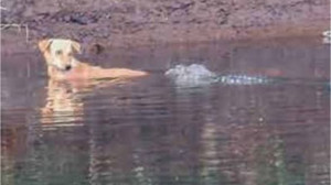 Timsahlar Yemek Yerine Kurtardı!