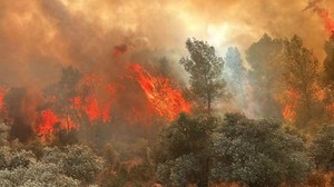 Diktiği 12 Bin Fidan Canına Mal Oldu!
