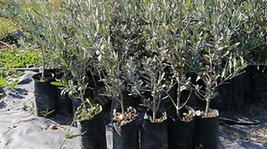 Edremit’ten, Çanakkale'ye 250 Fidan