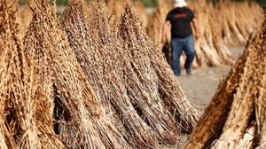 Balıkesirli Usta Tarlasını Boş Bırakmıyor: Bakın Ne Ekiyor !