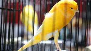 Dünyanın İlgisini Çeken Kanarya Güzellik Yarışması