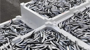 Bandırma'da Hamsi Rüzgarı Esiyor