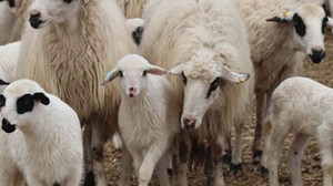 Bu Yıl İçin Uygulanacak Hayvancılık Destekleri Artırıldı