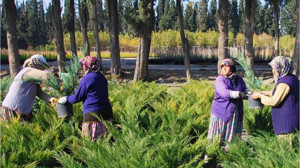 Orman Bölge Müdürlüğünden Köy Kalkınmasına Milyonluk Destek