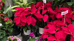 Balıkesir'deki Çiçekçiler 10 Kasım'a Hazırlanıyor