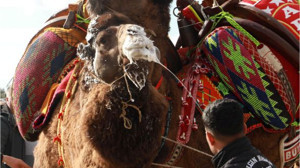 Develere Havutlarını Giydirip Türkü Söylediler