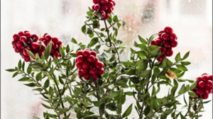 Kokina Çiçeği ve Yılbaşı Hazırlıkları