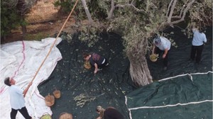800 Yıllık Zeytin Ağacının Hasadı Yapıldı