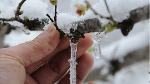 Balıkesir’in İlçelerine Zirai Don Uyarısı
