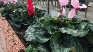 İvrindi Sokaklarına Prımula Çiçekleri Ekildi