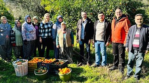 Meşhur Tescilli Havran Mandalinasında Hasat Devam Ediyor