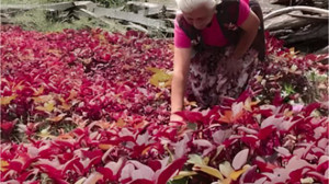 Türkiye'nin Tek Üretim Merkezi Balıkesir'de