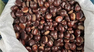 'Sahte Kestane' Alarmı