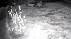Sahipsiz Köpekler 3 Küçükbaş Hayvanı Telef Etti