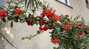 Balıkesir'in Caddelerini Kırmızıya Boyayan Bitki