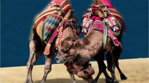 Folklorik Deve Güreşleri Gömeç’te