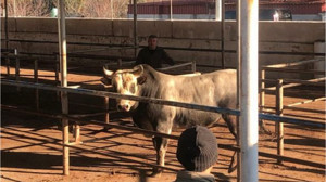 Havran'a Boz Irk Üretim Tesisi Kuruluyor