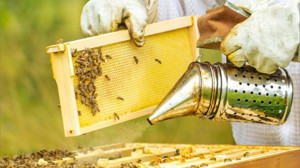 Balıkesir'in Bal Ormanı Tamamlanıyor