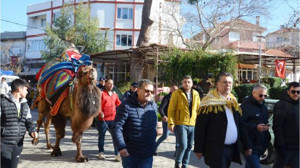 Geleneksel Karaağaç Deve Gösterileri Heyecanla Başladı