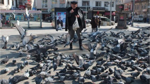 Burhaniye Meydanı Güvercinlerle Şenleniyor