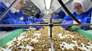 Türkiye Organik Ürün İhracatında Rekor