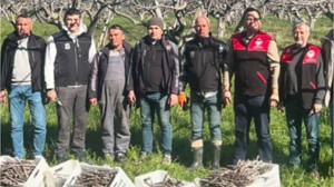 Havran’ın Coğrafi İşaretli Siyah İnciri Çoğaltılıyor