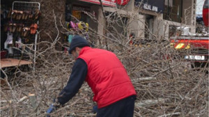 Balıkesir'in Ağaçları Bahara Hazırlanıyor