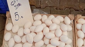 Balıkesir’de Çift sarılı yumurta Altın Değerinde