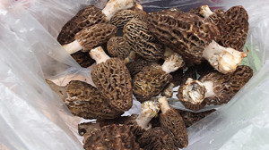Kuzu Göbeği Mantarı Altın İle Yarışıyor