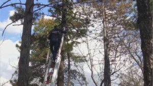 Ağaçta mahsur kalan kuşu itfaiye ekipleri kurtardı